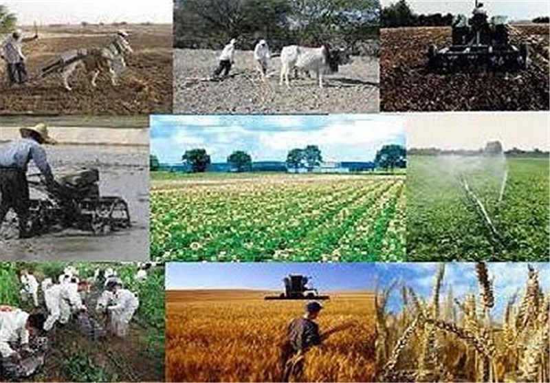  قیمت خرید تضمینی ۴۷ محصول کشاورزی برای سال زراعی آینده اعلام شد + جداول 